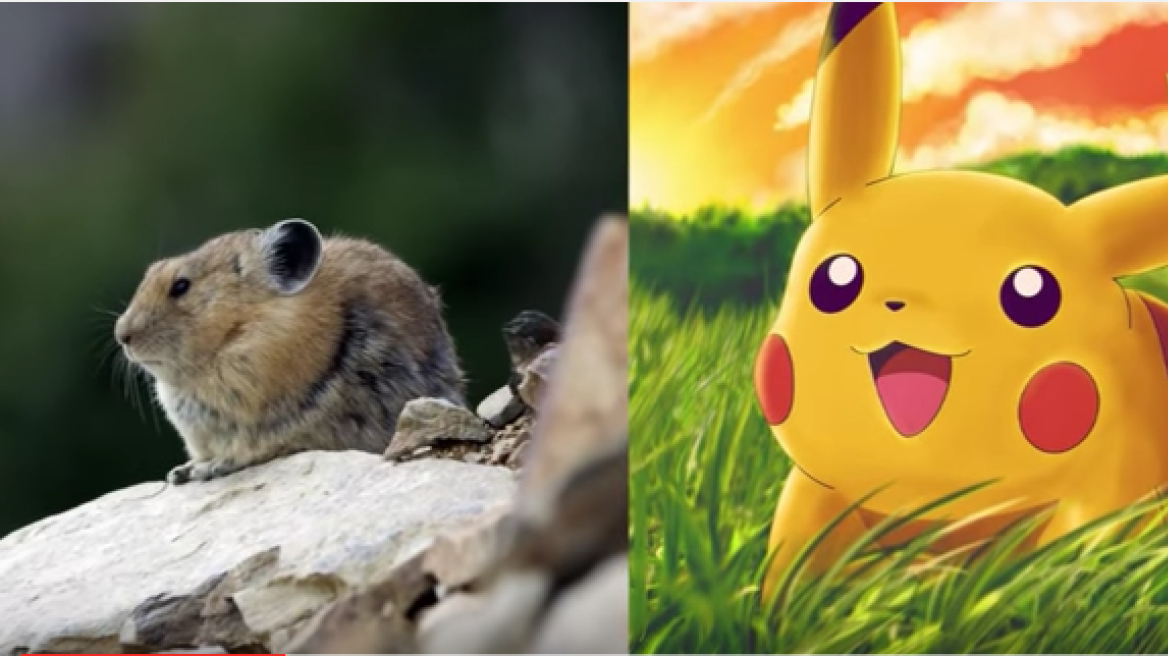 10 Pokemon creatures that really exist! (video)