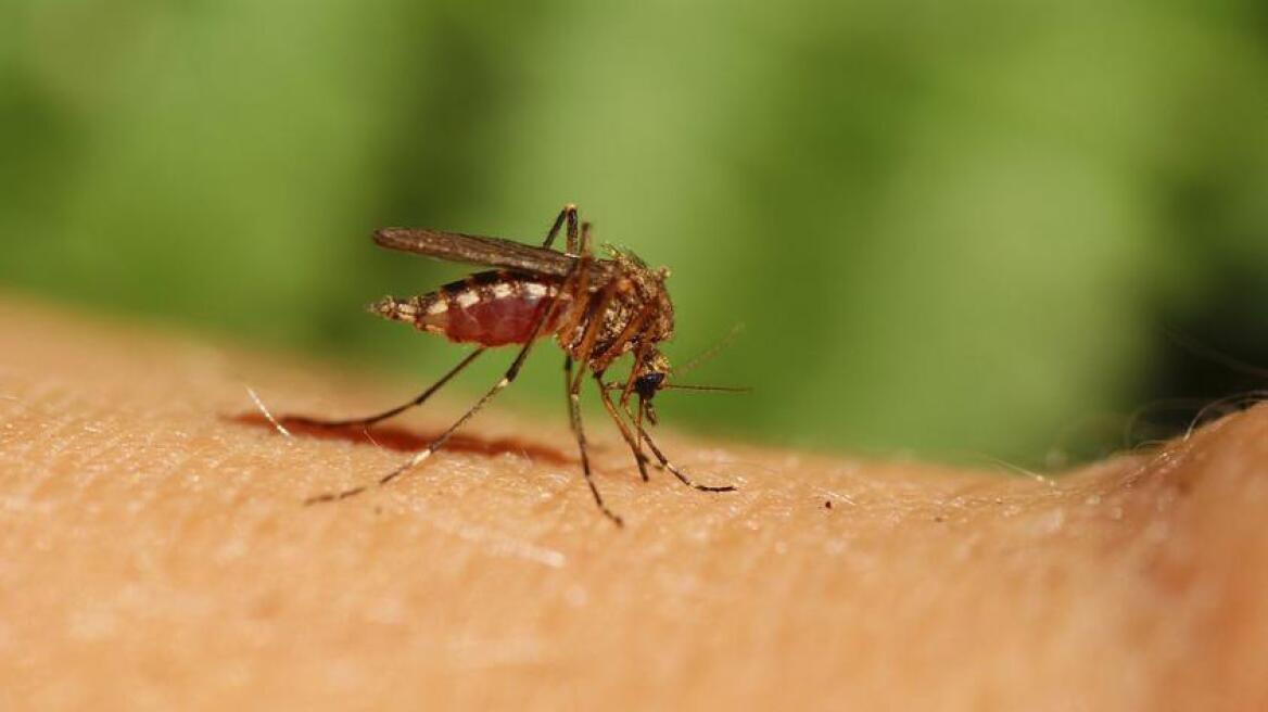 Η ελονοσία προκάλεσε «πυρετό» στις σχέσεις Ιατρικού Συλλόγου και Νοσοκομειακών Γιατρών