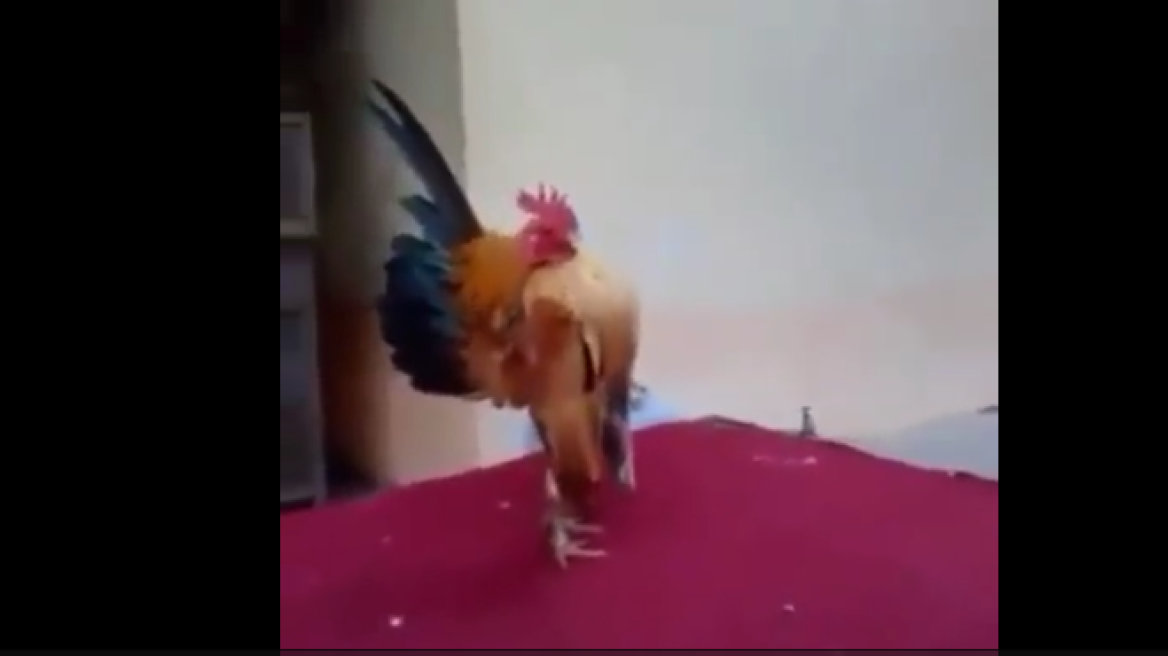 Rooster body builder (hilarious video)