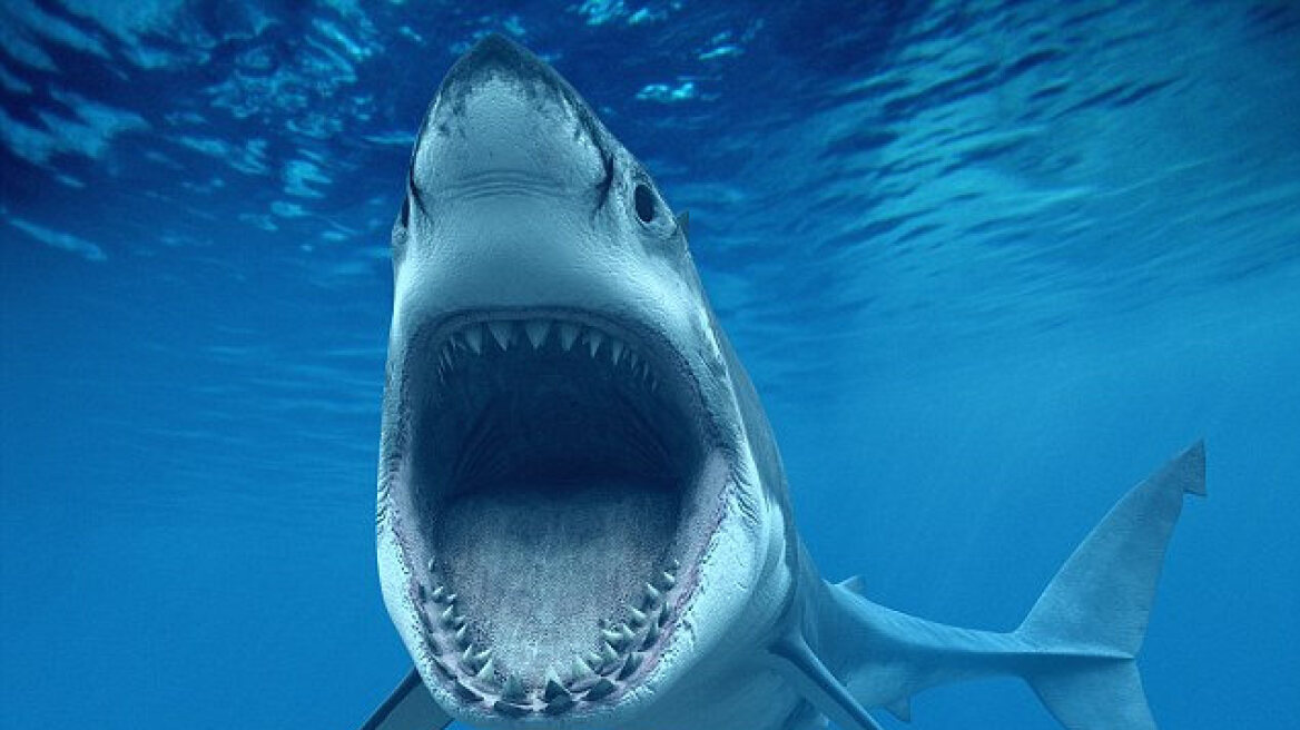  Ισπανία: Καρχαρίας έσπειρε τον πανικό στην Κόστα ντελ Σολ