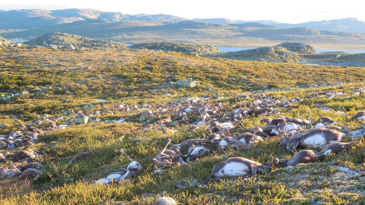 Απίστευτο βίντεο από τη Νορβηγία: Κεραυνοί σκότωσαν πάνω από 300 ταράνδους!