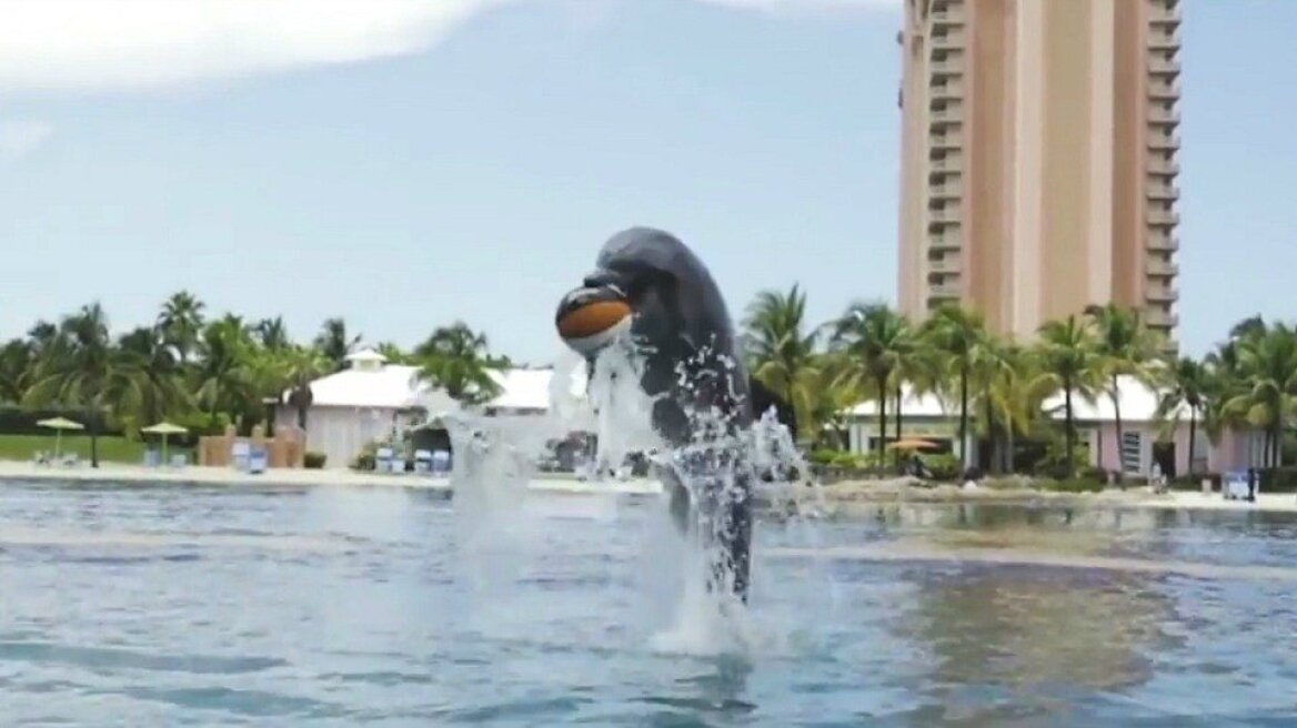 Βίντεο: Alley-oop κάρφωμα με ασίστ από... δελφίνι!