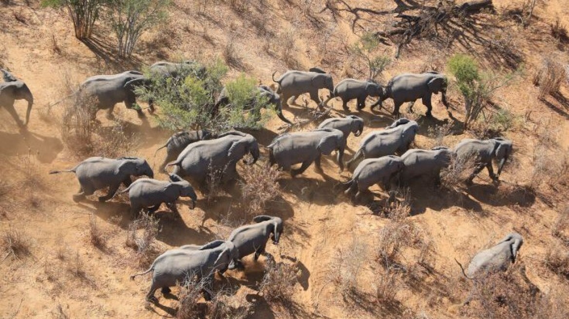 Προς εξαφάνιση βαίνουν οι αφρικανικοί ελέφαντες