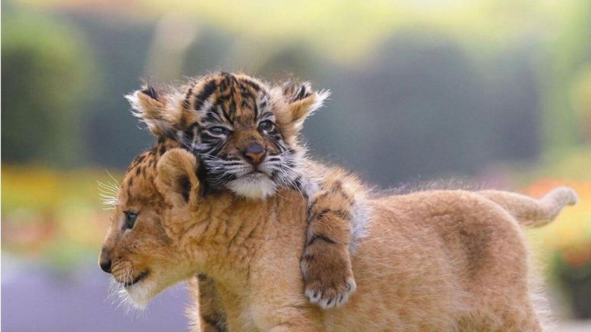 Φωτογραφίες: Τιγράκι και λιονταράκι έχουν γίνει «κολλητοί» σε πάρκο στην Ιαπωνία