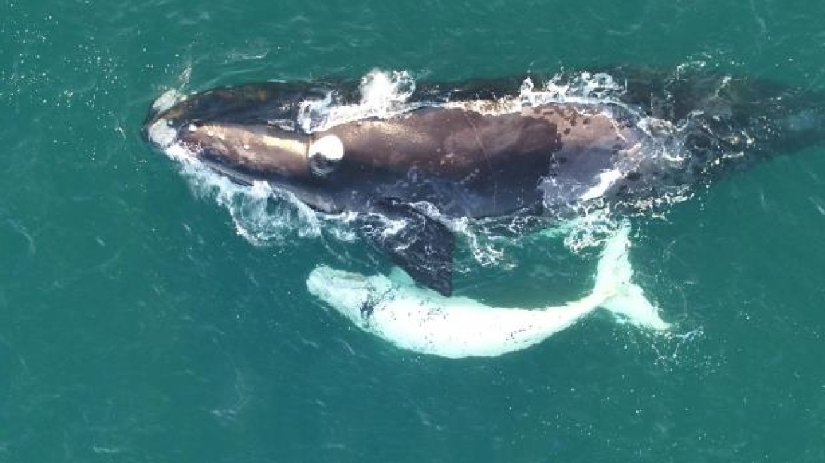 Δείτε τις εικόνες ενός πολύ σπάνιου μωρού φάλαινας με λευκό χρώμα