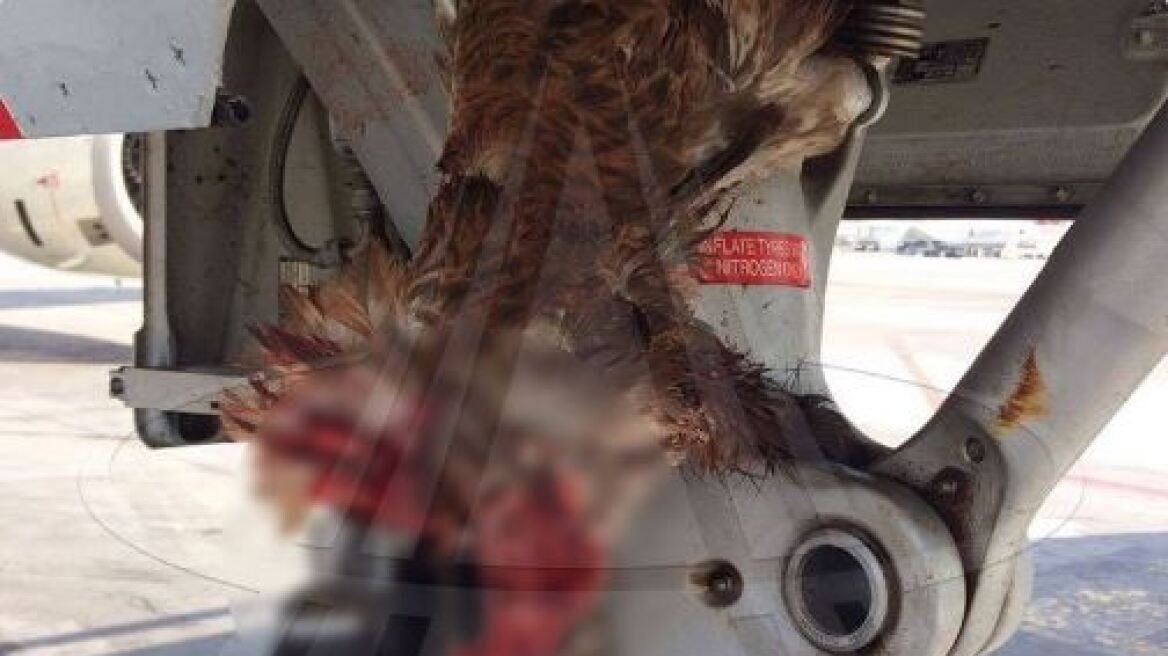 Τουρκία: Αεροσκάφος χτύπησε μεγάλο πουλί