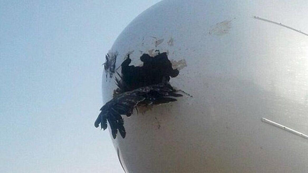 Bird crashes into a plane in Sudan