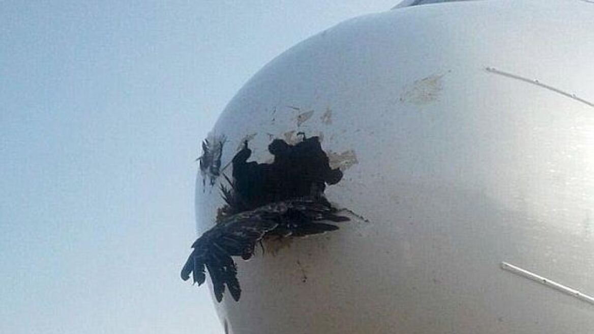 Απίστευτο: Δείτε τη ζημιά που προκάλεσε αετός που καρφώθηκε στη μύτη αεροπλάνου!