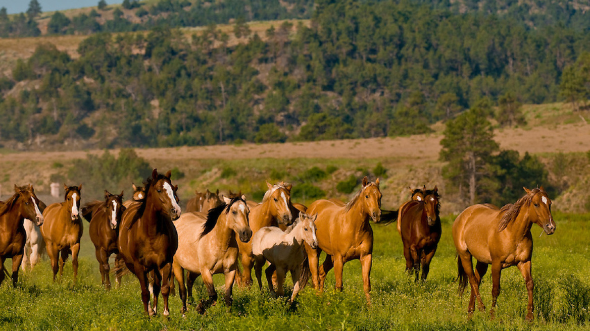 ΗΠΑ: Θανατώνονται 45.000 άγρια άλογα γιατί... κοστίζουν πολύ