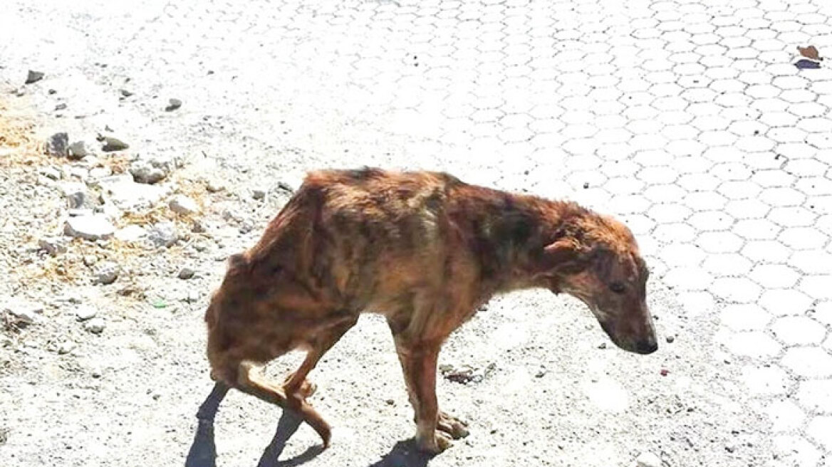 Υιοθέτησε κακοποιημένο σκυλάκι από την Κρήτη και το πήρε μαζί της στην... Ολλανδία