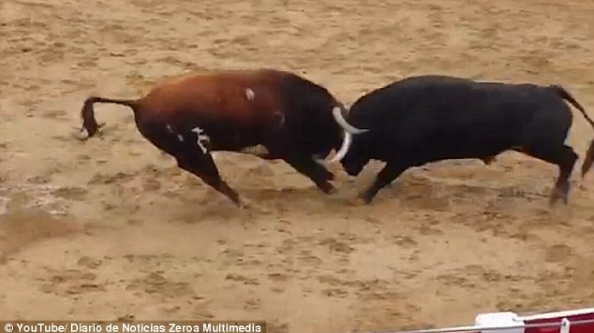 Βίντεο σοκ: Δύο ταύροι συγκρούονται «μετωπικά» και πεθαίνουν ακαριαία