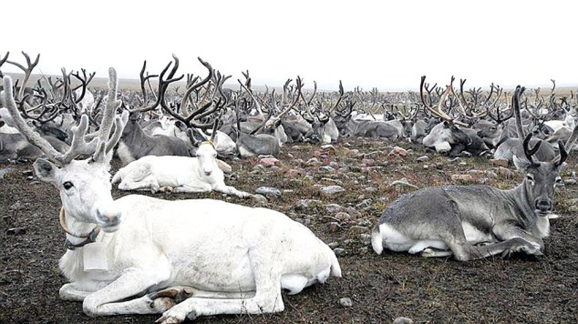 Ρωσία: Σχεδιάζουν να σφάξουν 250.000 ταράνδους μέχρι τα Χριστούγεννα