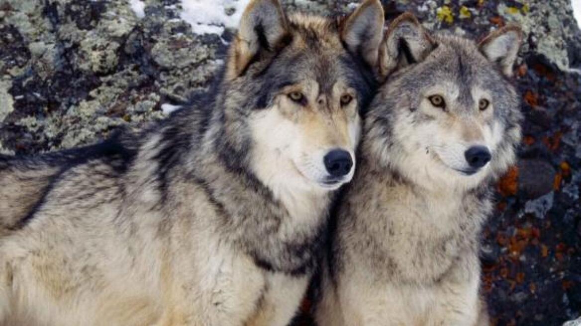Αγέλες λύκων τρομοκρατούν τους κυνηγούς στο νομό Ιωαννίνων