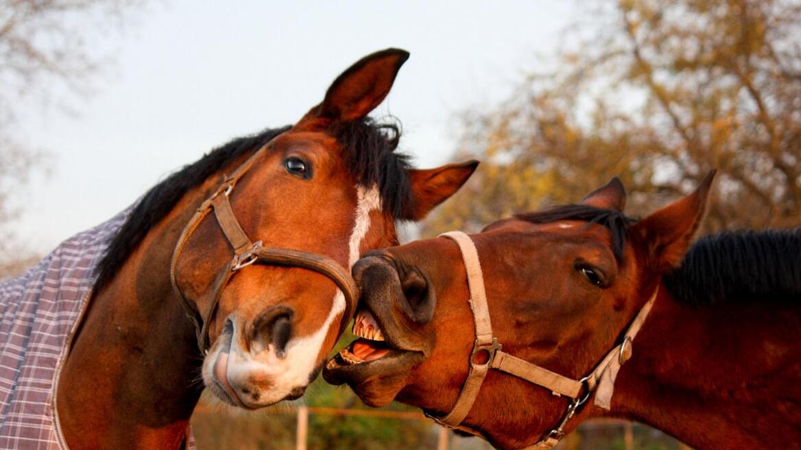 Τα άλογα μπορούν να επικοινωνούν με τους ανθρώπους και να εκφράσουν τις απόψεις τους