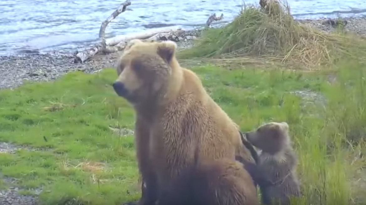 Ο Βέλκρο και η μάνα του: Δεν μπορεί, αυτό το αρκουδάκι είναι... Έλληνας