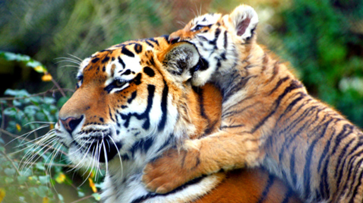 Απίστευτο: Οι άνθρωποι αλληλοσκοτώνονται πολύ συχνότερα από τις τίγρεις 