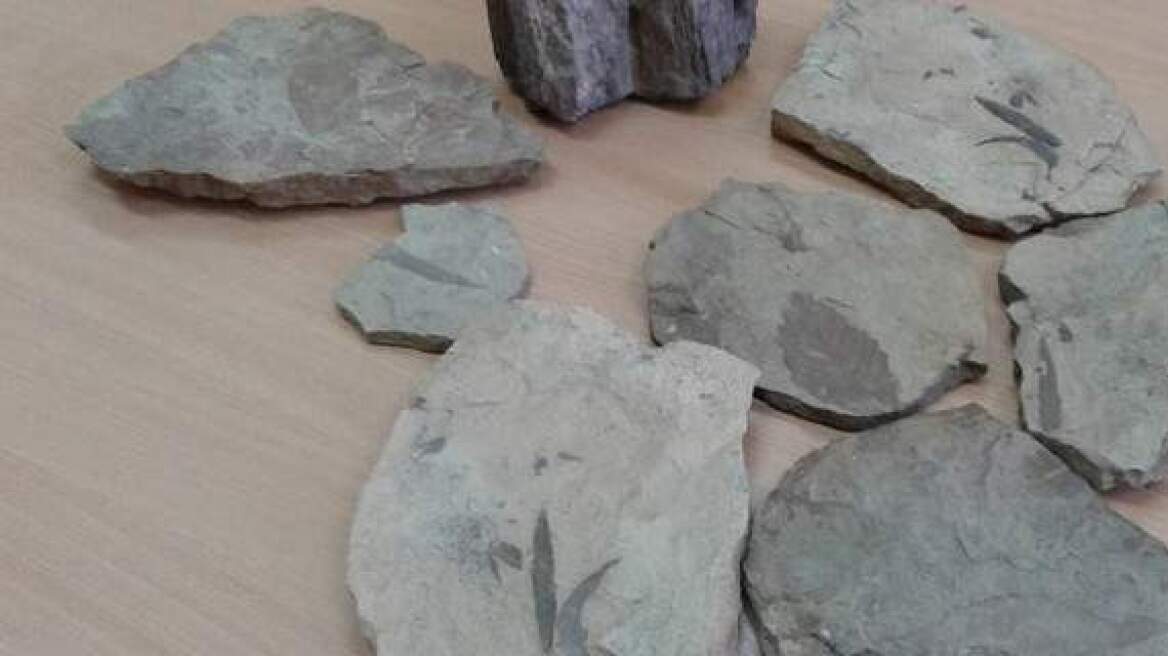 Amazing discovery: 34-million year old fossilised forest in Rhodope (photos)