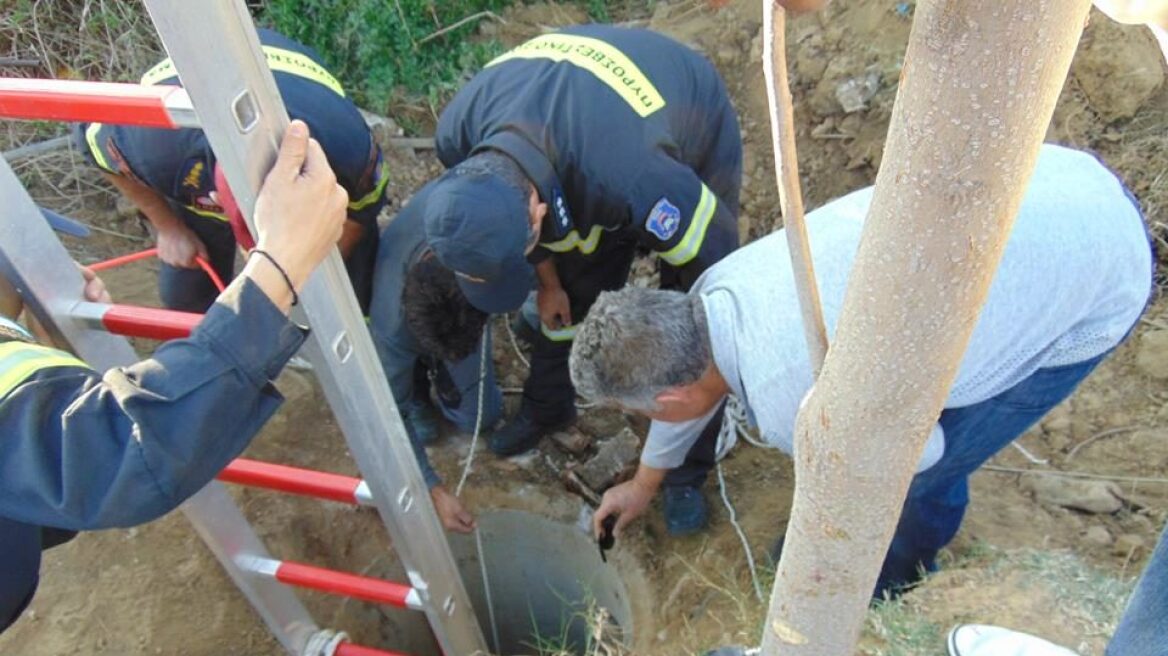 Πυροσβέστες έσωσαν επτά κουτάβια από χείμαρρο στο Βόλο