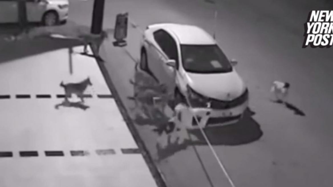 Απίστευτο: Κοπάδι άγριων σκύλων καταστρέφει αυτοκίνητο στην μέση της νύχτας