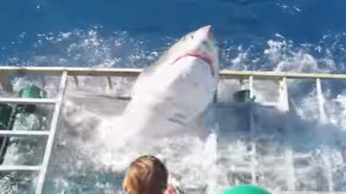 Απίστευτο βίντεο: Δύτης εγκλώβίζεται σε κλουβί με καρχαρία