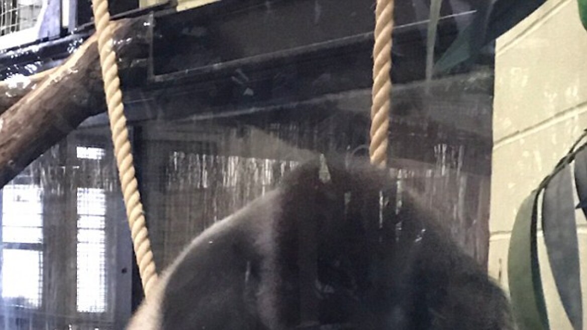 Βίντεο: Γορίλας σπάει το τζαμένιο κλουβί του και σκορπά τον τρόμο στο ζωολογικό κήπο του Λονδίνου