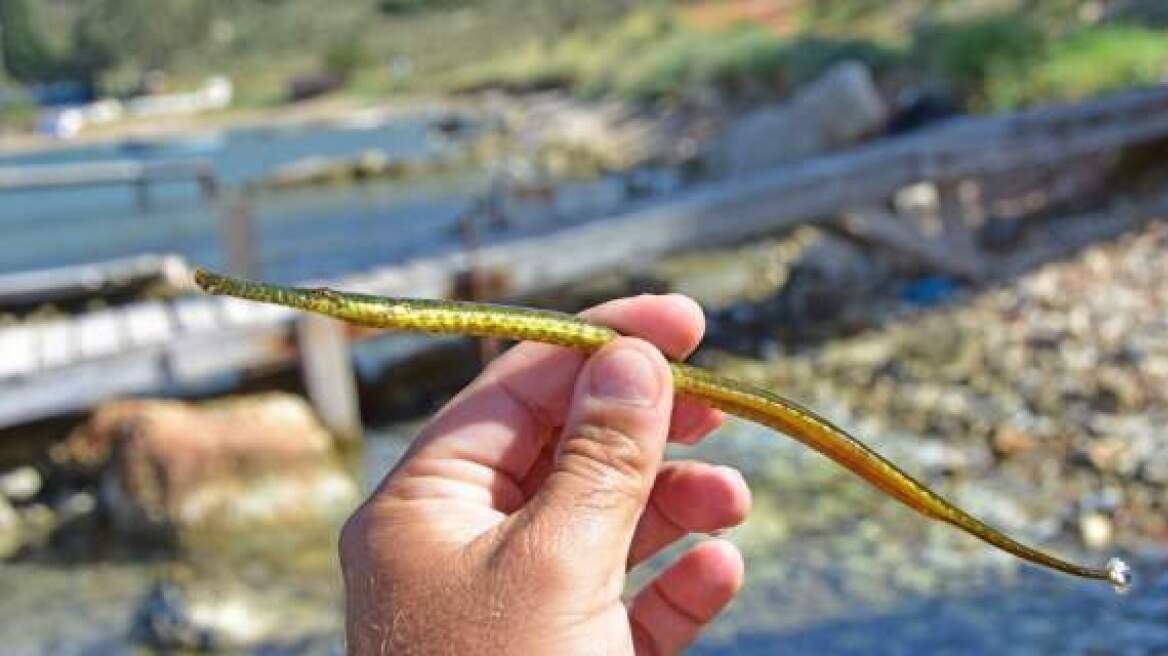 Βίντεο: Βρέθηκε σπάνιο τροπικό ψάρι στο Ναύπλιο 