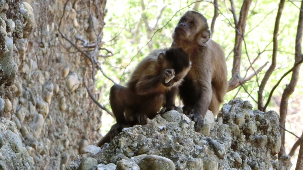 Μαϊμούδες που σπάνε πέτρες για να φτιάξουν αιχμηρά εργαλεία, «κλέβουν» άλλη μια αποκλειστικότητα από τους ανθρώπους
