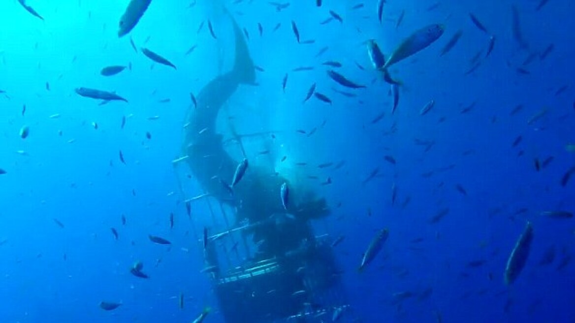 Τρομακτικό βίντεο: Τέσσερις δύτες εγκλωβίζονται σε κλουβί κάτω από το νερό με λευκό καρχαρία
