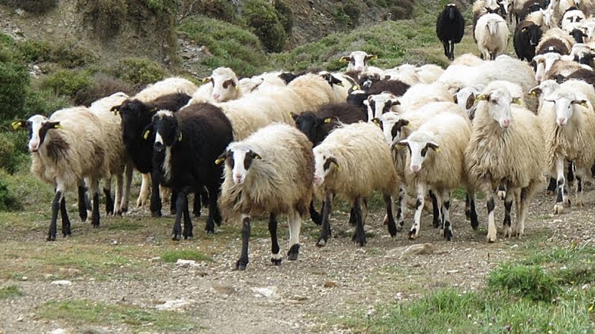 Επιχείρηση διάσωσης για… κοπάδι πρόβατα στα Χανιά