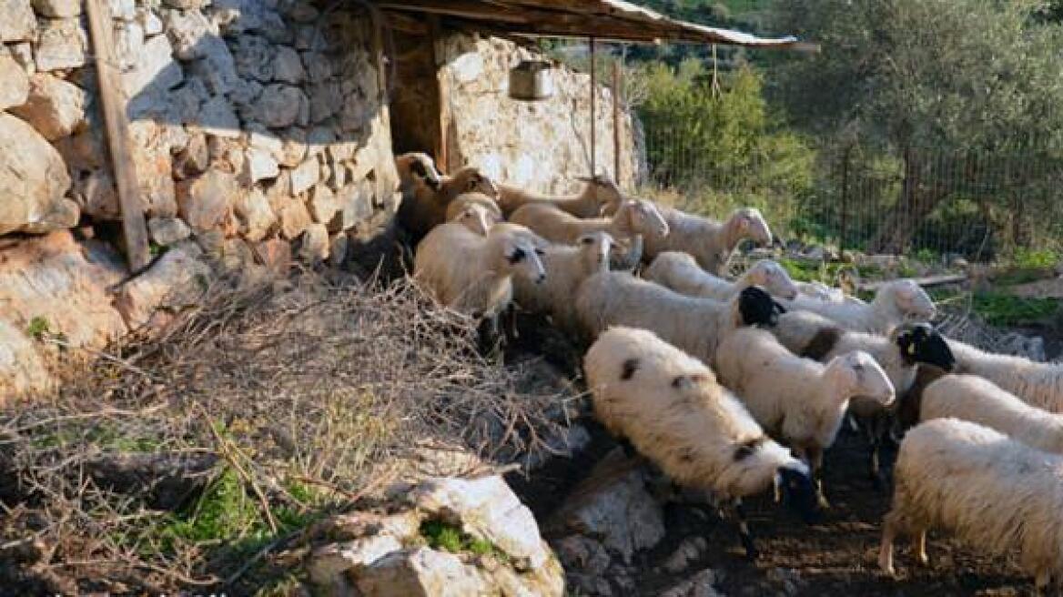 Αργολίδα: Ζωοκλέφτες γέμιζαν το μαντρί τους με κλεμμένα πρόβατα