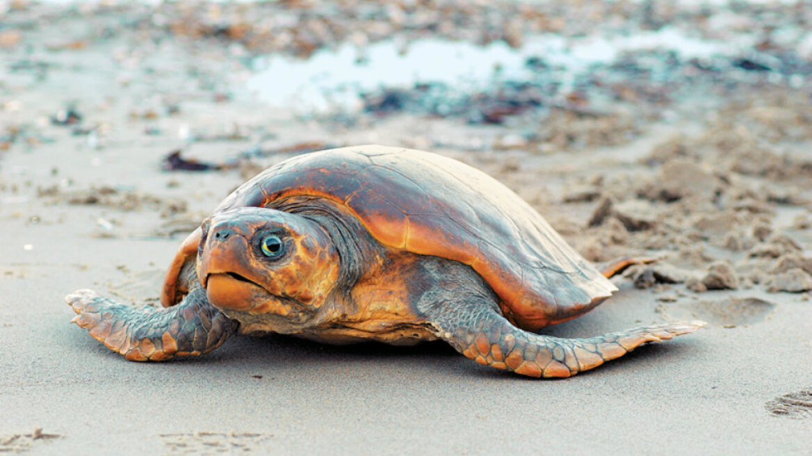 Κύπρος: Σκότωσαν και τεμάχισαν χελώνα καρέτα - καρέτα