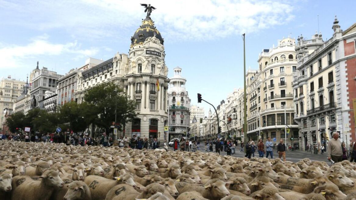 Βίντεο: Χιλιάδες πρόβατα στους δρόμους της Μαδρίτης!