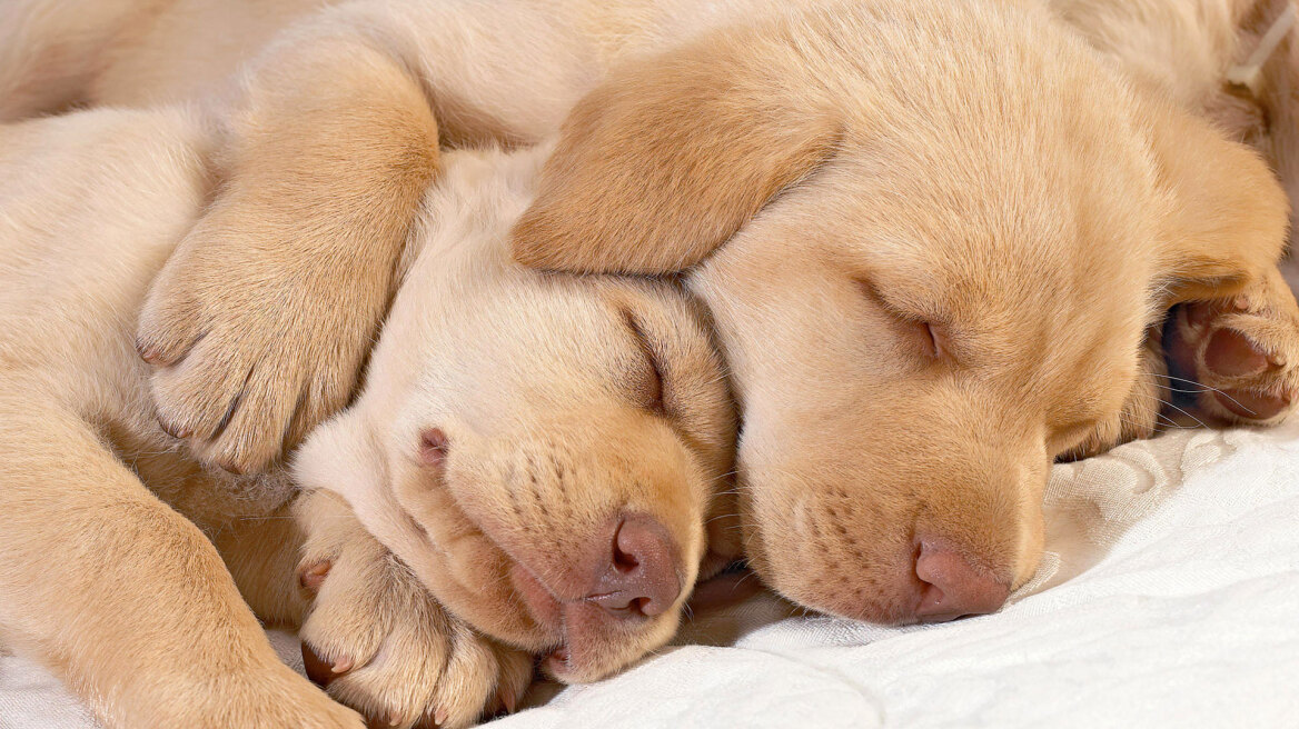 Έρευνα: Όταν κοιμάται ο σκύλος, ονειρεύεται το... αφεντικό του!