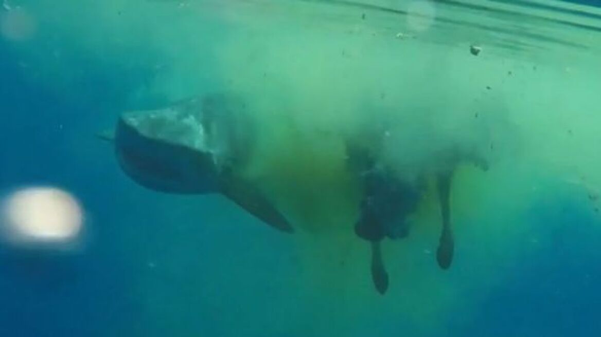 Απίστευτο βίντεο: Καρχαρίας τρώει... αγελάδα στη μέση του ωκεανού!