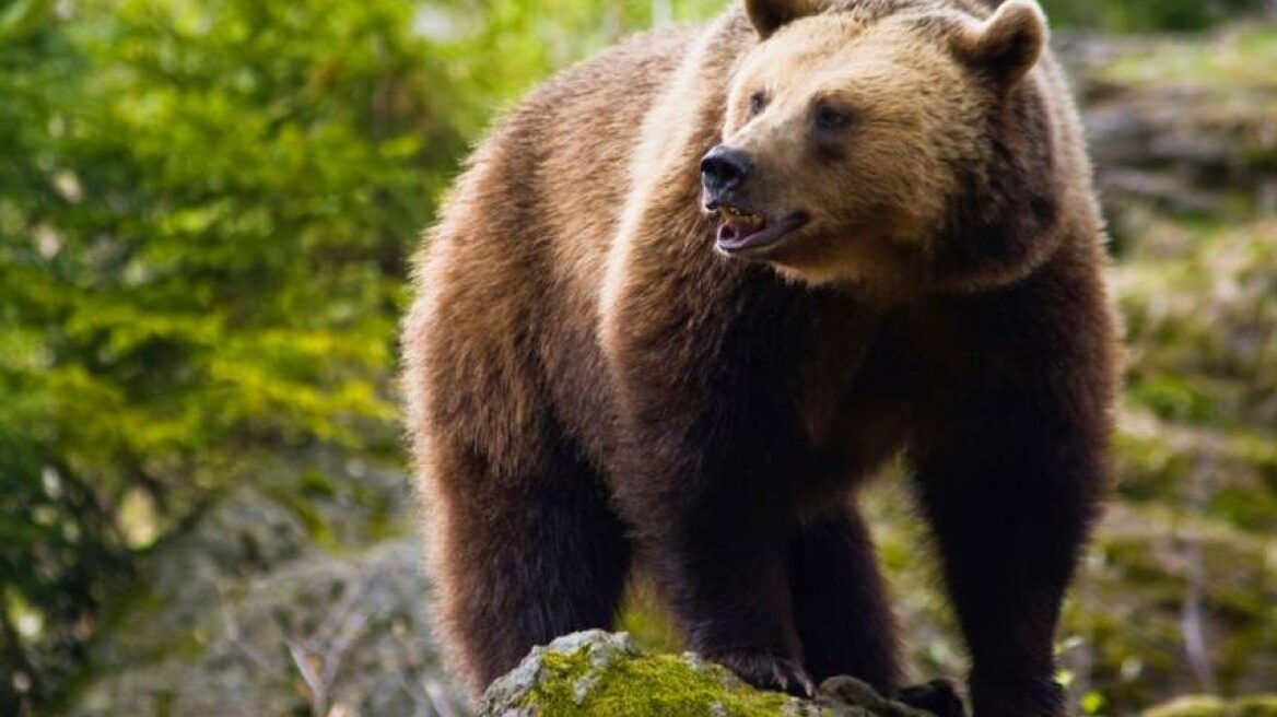 Ξάνθη: Κυνηγός δέχθηκε επίθεση από αρκούδα