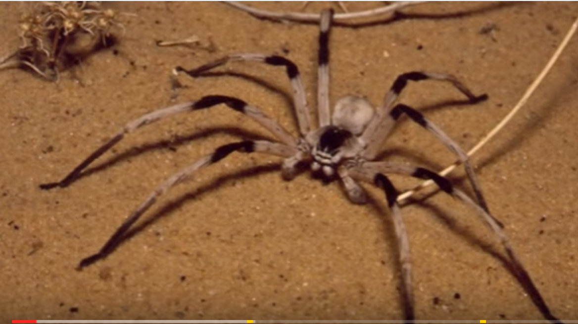 Real “giant” spiders (video)