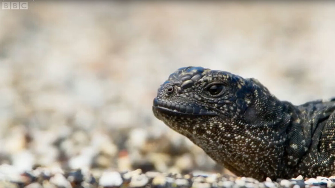 Απίστευτο βίντεο επιβίωσης: Δεκάδες πεινασμένα φίδια κυνηγούν μωρό ιγκουάνα