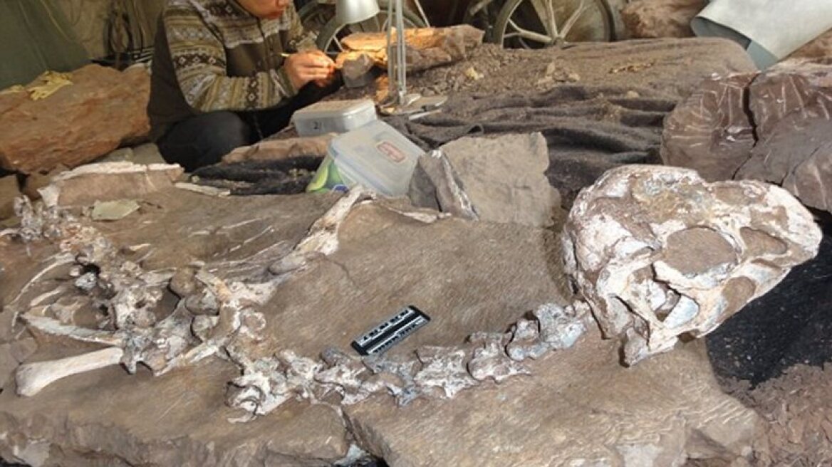 72 million year-old dinosaur fossil found (photo)