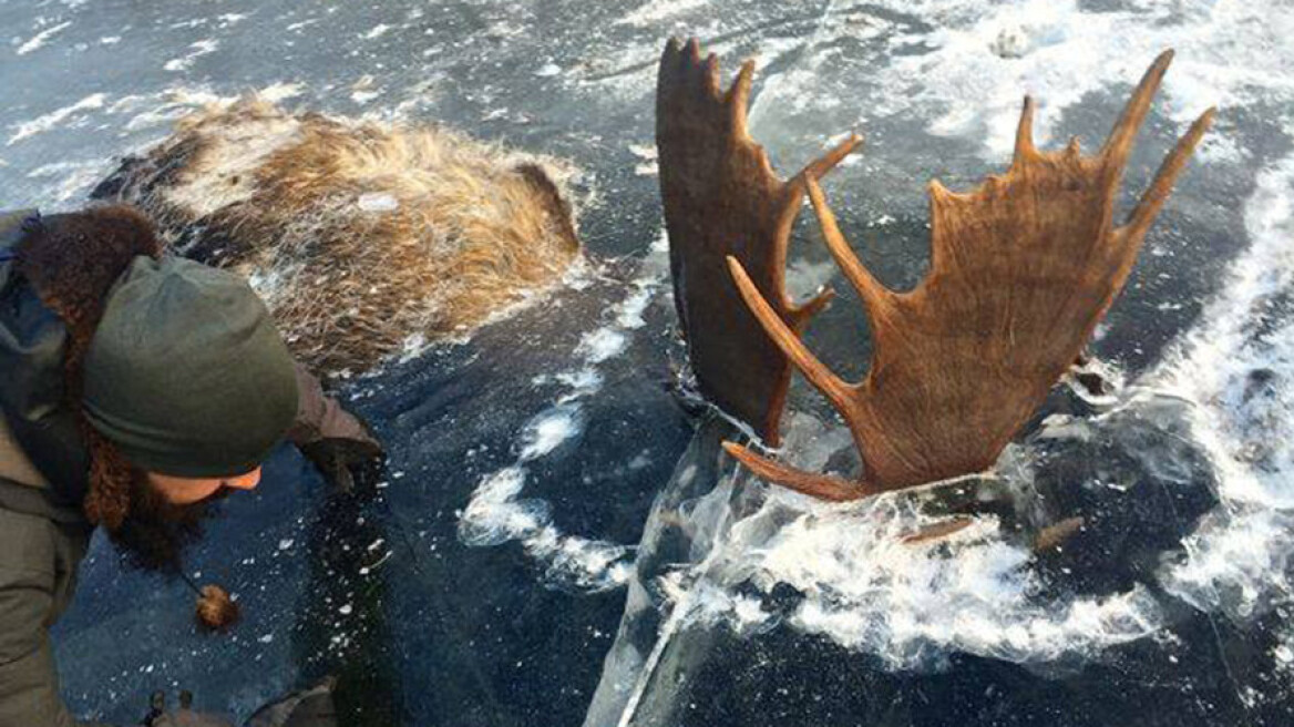 Απίστευτη ανακάλυψη στην Αλάσκα: Άνδρας βρήκε δύο ταράνδους που πάγωσαν εν ώρα μάχης!