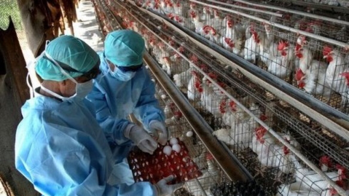 Δανία: Οι αρχές απαγορεύουν την εκτροφή πτηνών στο ύπαιθρο λόγω ανησυχίας για την γρίπη