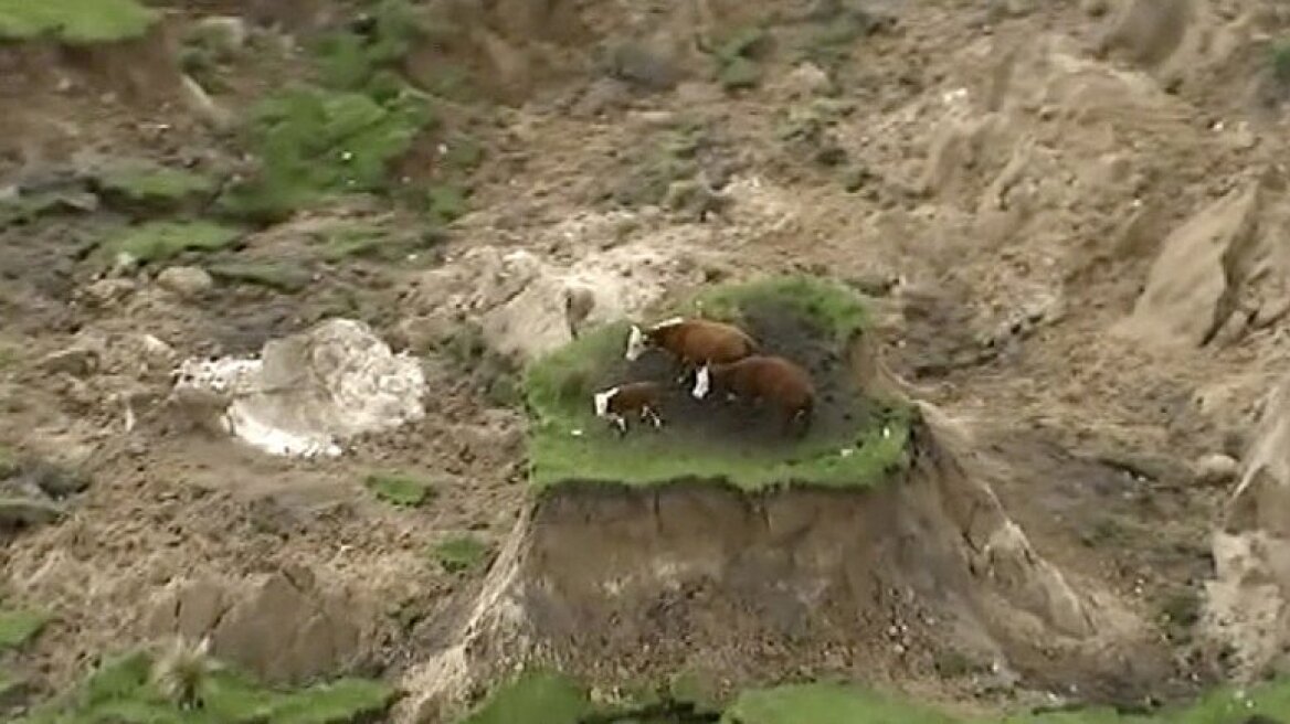 Nέα Ζηλανδία: Σώθηκαν οι τρεις αγελάδες που παγιδεύτηκαν από τον σεισμό