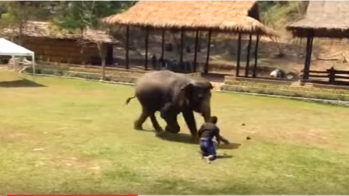 Elephant protects its master! (amazing video)