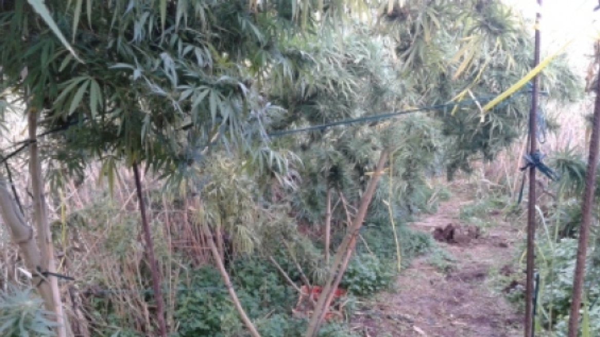 Ηράκλειο: Σύλληψη 40χρονου για καλλιέργεια δενδρυλλίων χασίς