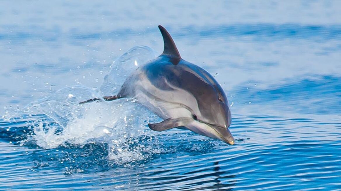 Ηλεία: Συγκινητική προσπάθεια διάσωσης δελφινιού