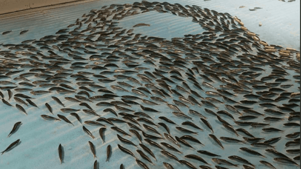 Ιαπωνία: Παρελθόν αποτελεί πλέον το παγοδρόμιο με τα 5000 κατεψυγμένα ψάρια στον πάτο του