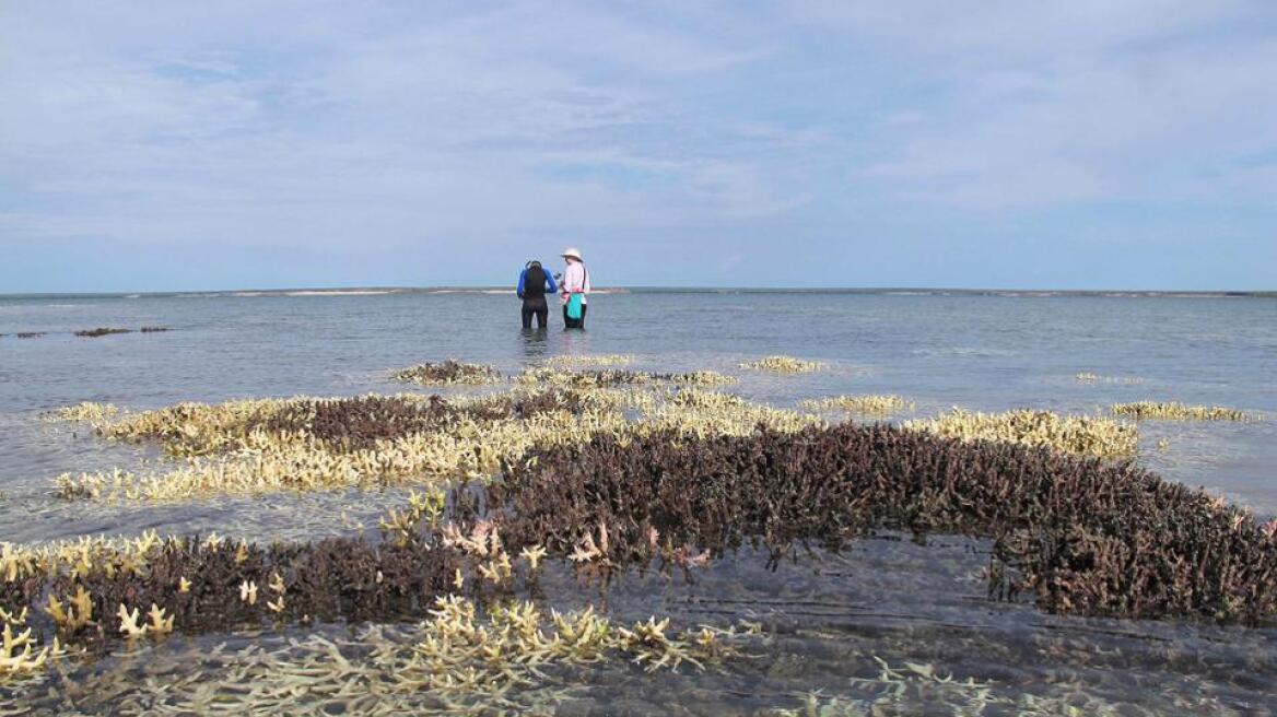 «Ψήνονται» τα κοράλλια της Αυστραλίας: Μέσα σε 9 μήνες πέθαναν τα δύο τρίτα