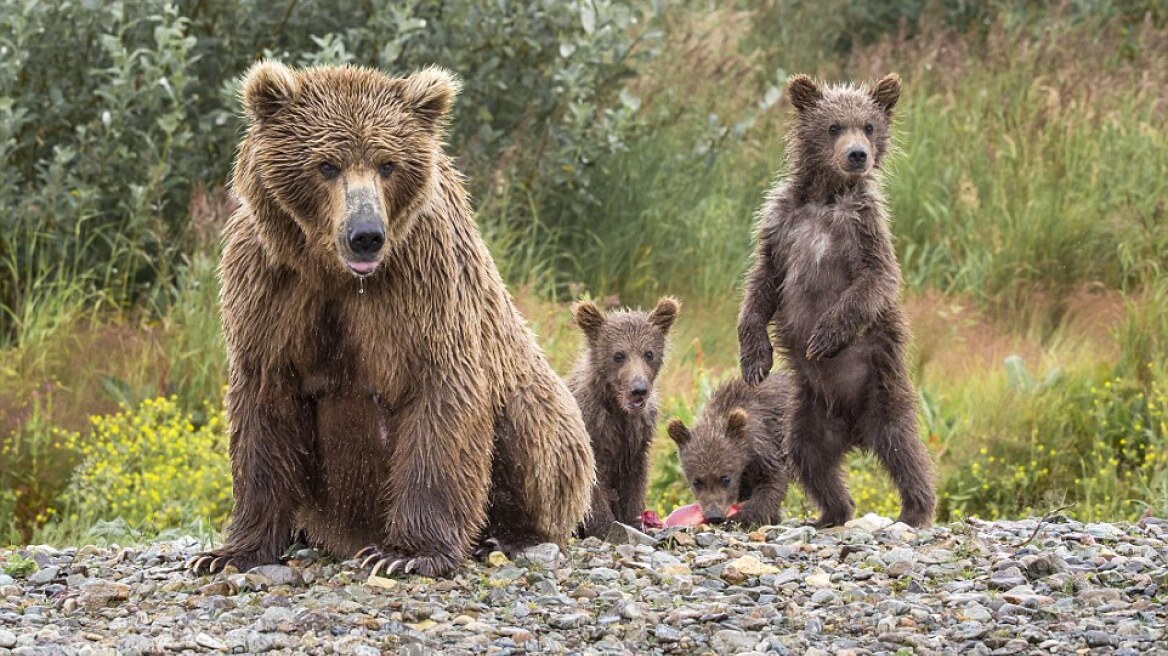 Εκπληκτικές φωτογραφίες: Μαμά αρκούδα κυνηγά σολωμό και τον μοιράζεται με τα μικρά της!