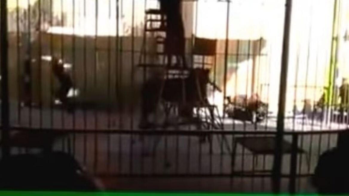 Βίντεο σοκ: Λιοντάρι κατασπαράζει θηριοδαμαστή την ώρα της παράστασης