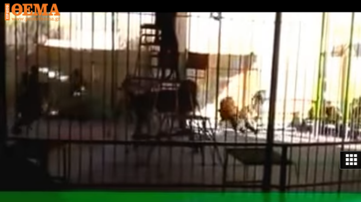 Shocking video shows man being mauled to death by circus lion (graphic video)