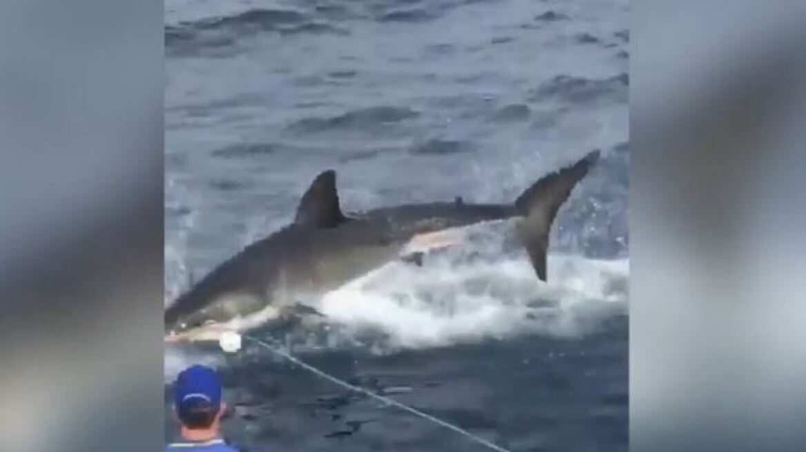 Βίντεο: Μεγάλος λευκός καρχαρίας ρίχνει... σάλτο έξω από το νερό